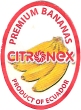 PREMIUM BANANAS CITRONEX PRODUCT OF ECUADOR